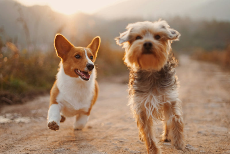 sffaq dogs running