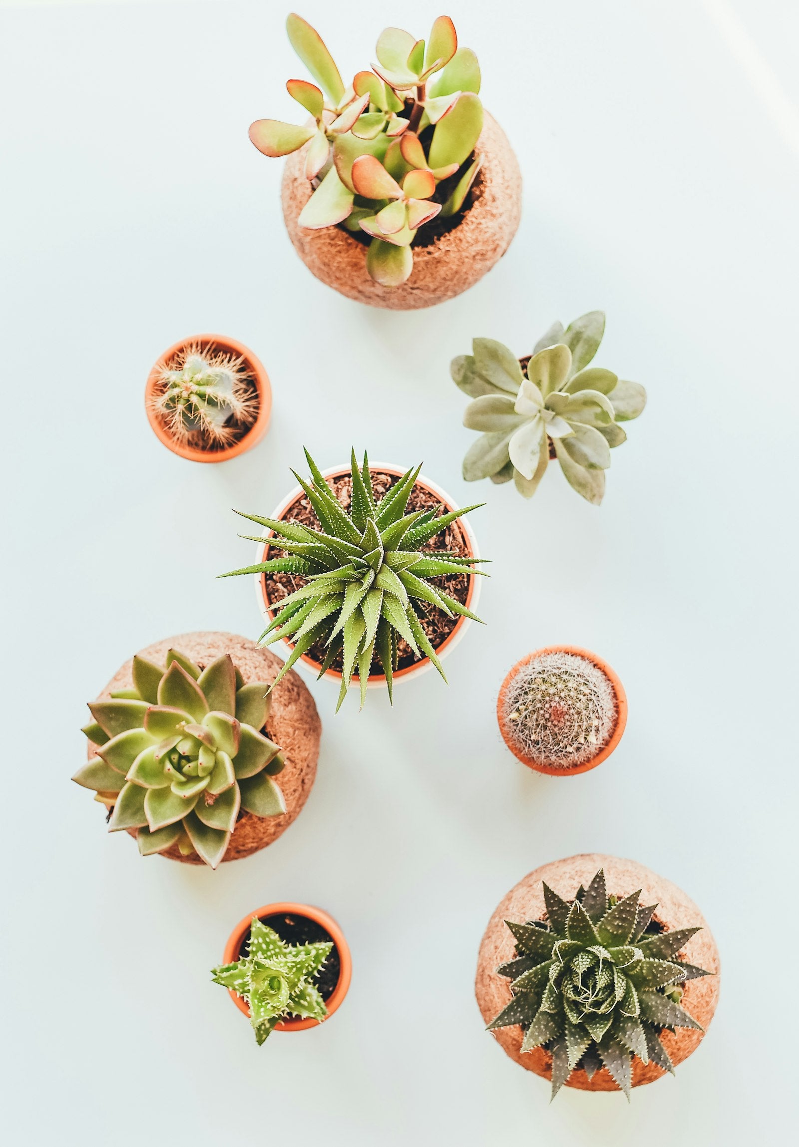 Three potted succulents