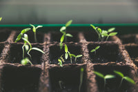 Seedlings in a starting tray