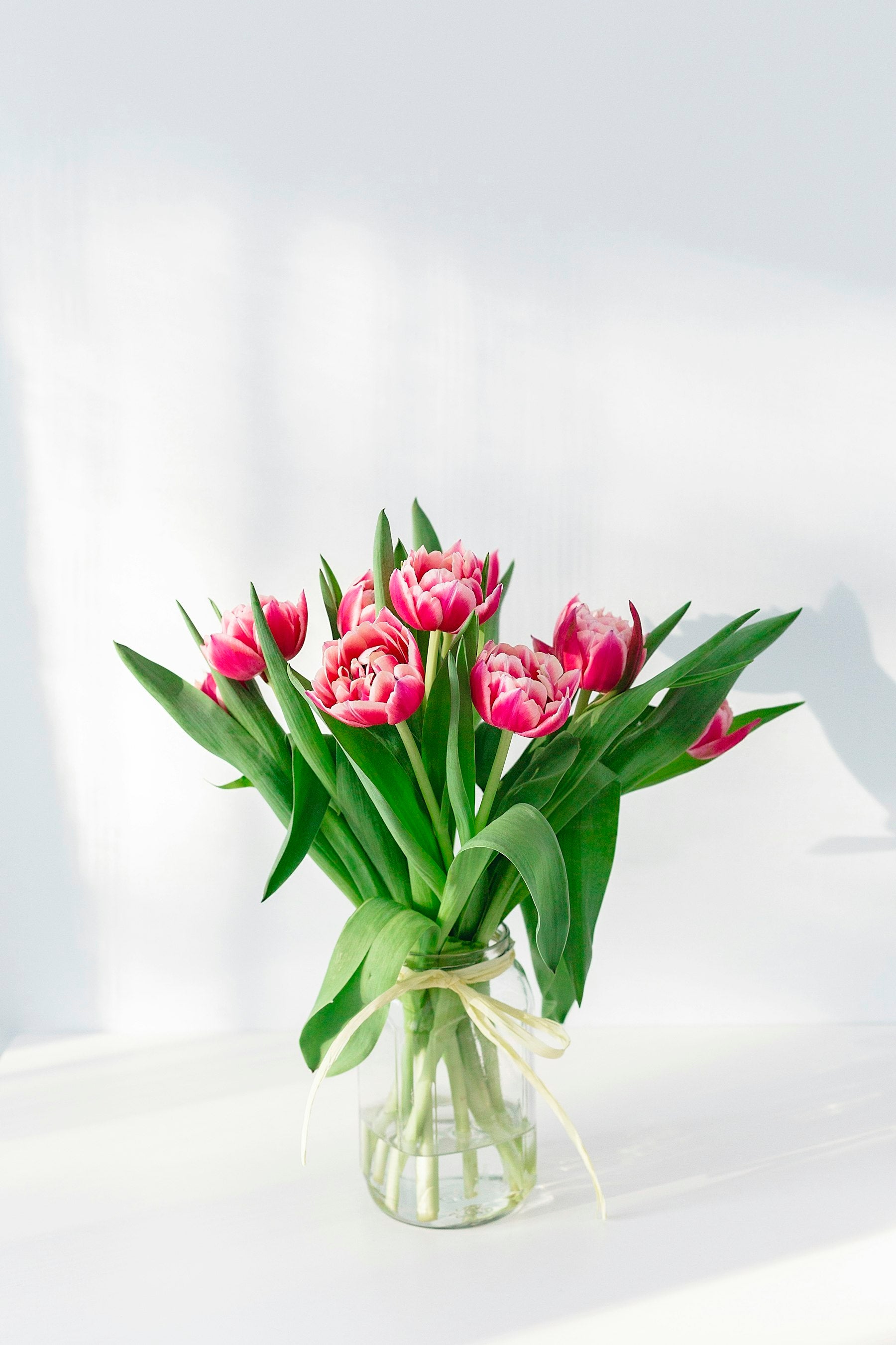 Pink tulips in a vase