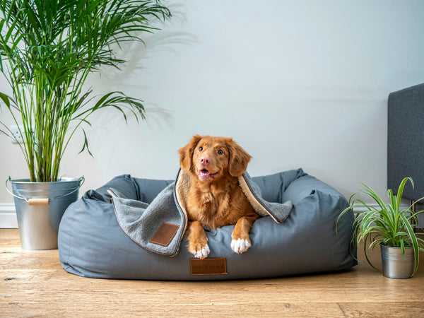 sffaq dog bed