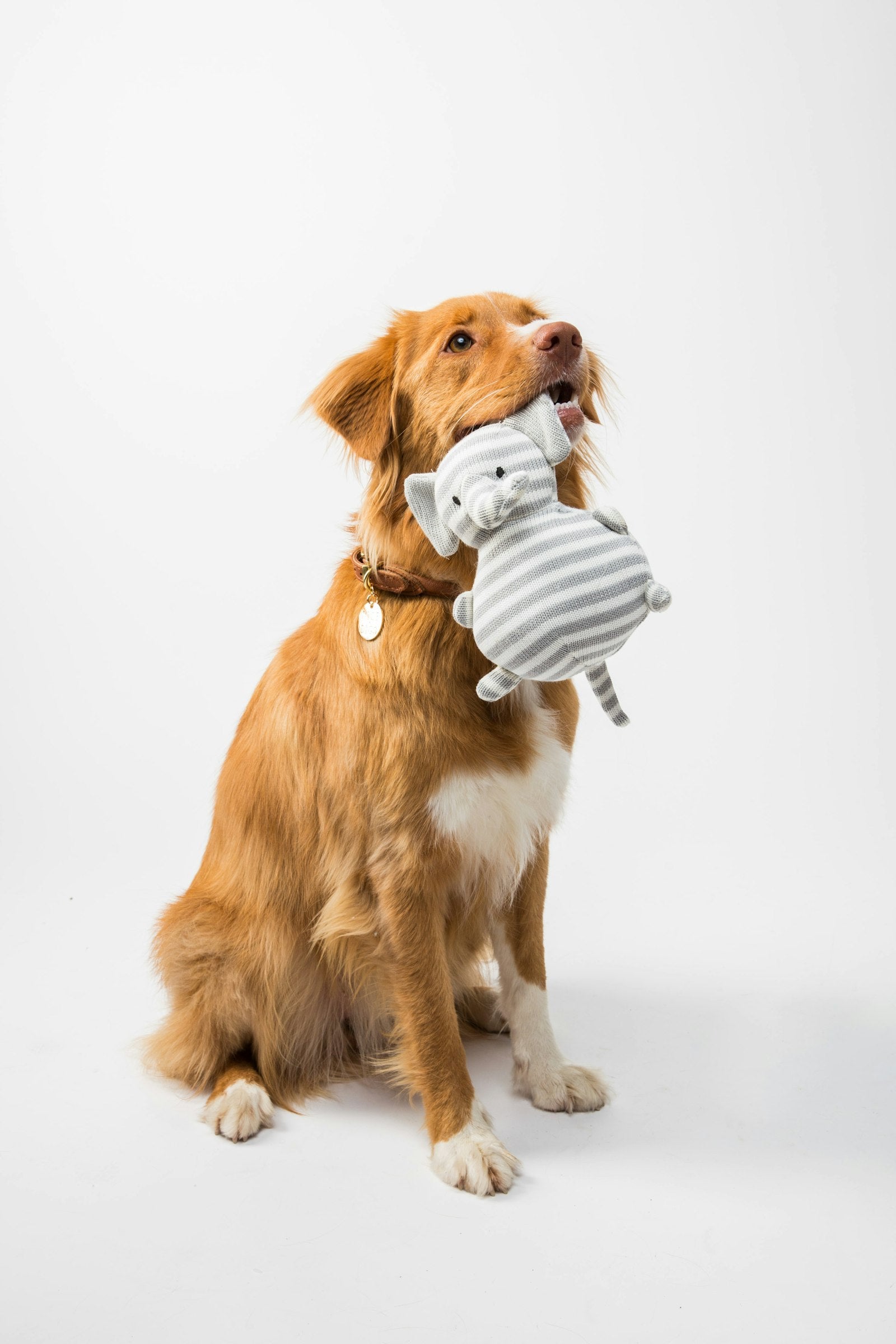 Dog holding a knot rope toy