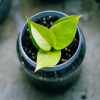 Golden pothos in a pot