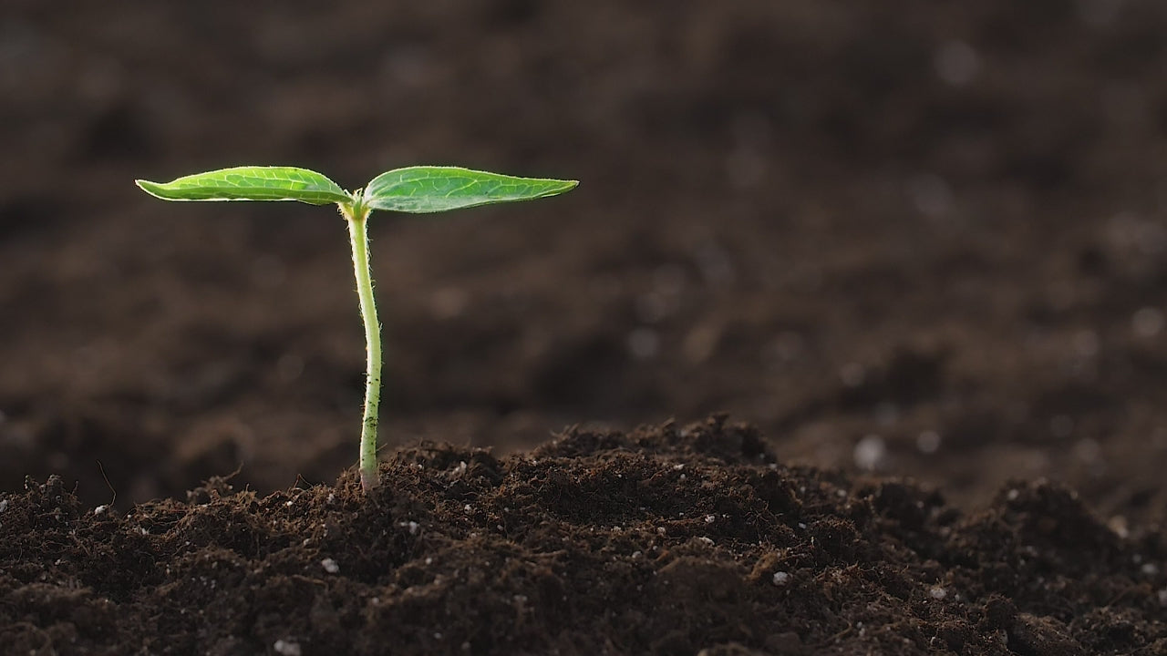 A hand sheltering a seedling in dark soil
