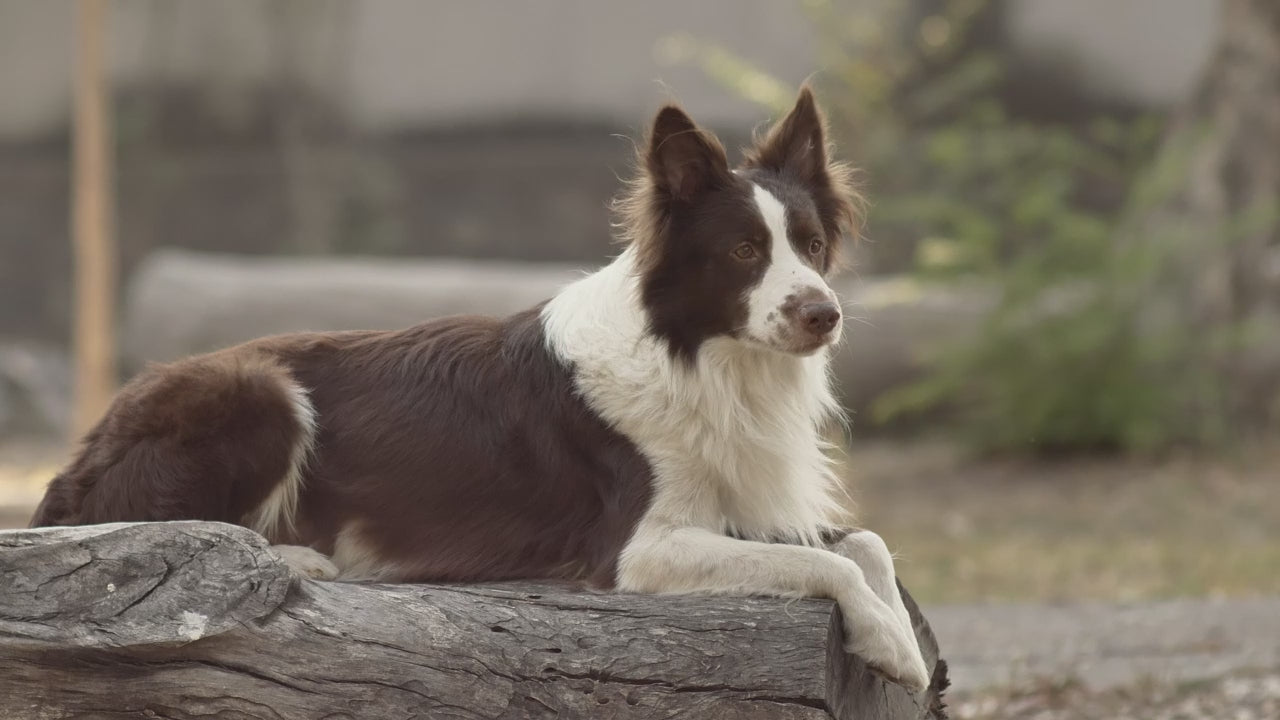 A border collie resting its paws on a fallen log