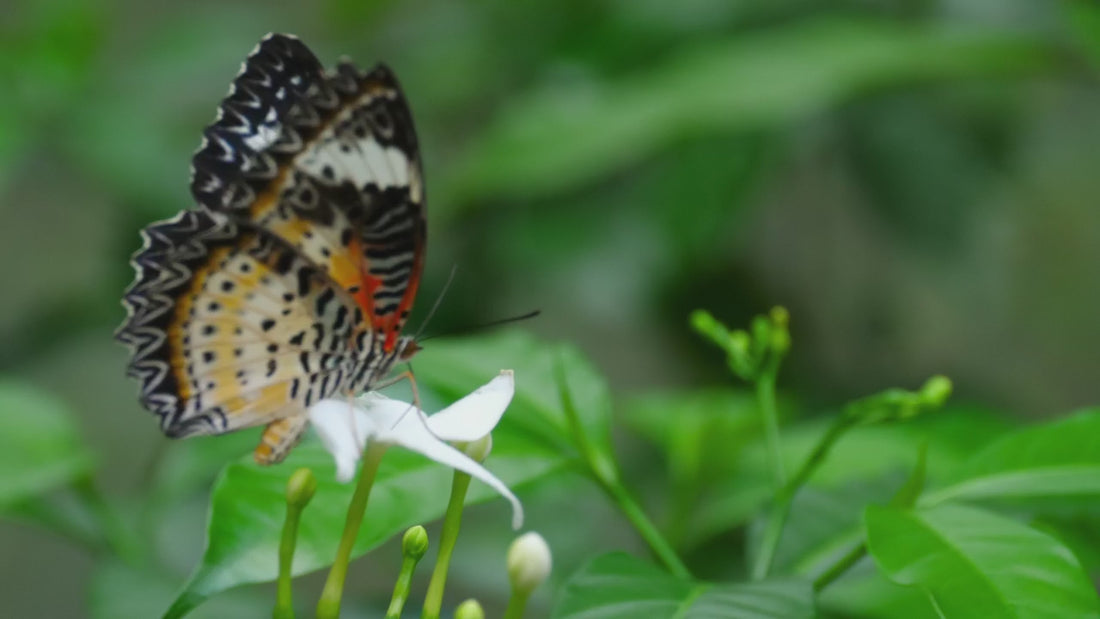 A butterfly resting on a white flower