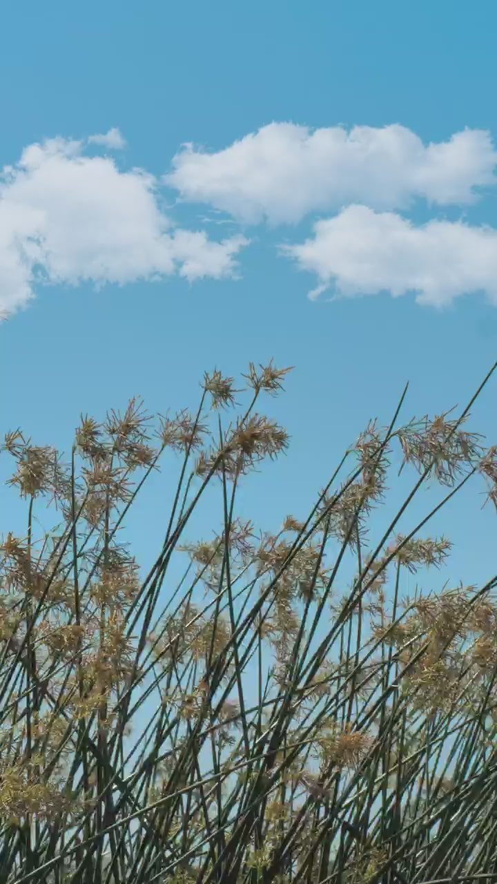 Tall seed heads swaying against a bright blue sky