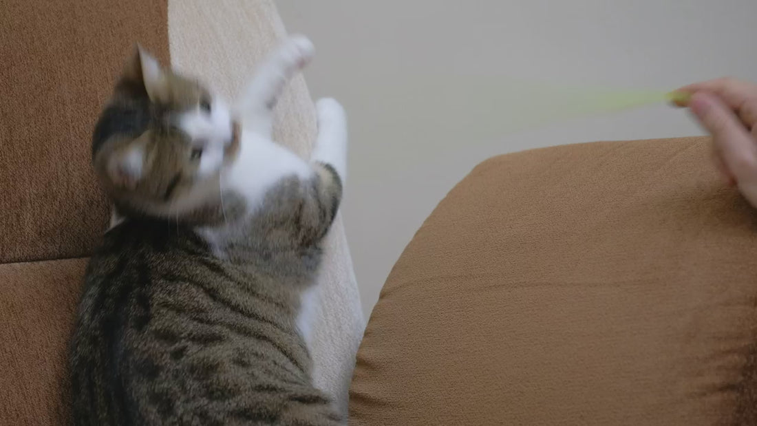 A kitten batting at a dangling toy