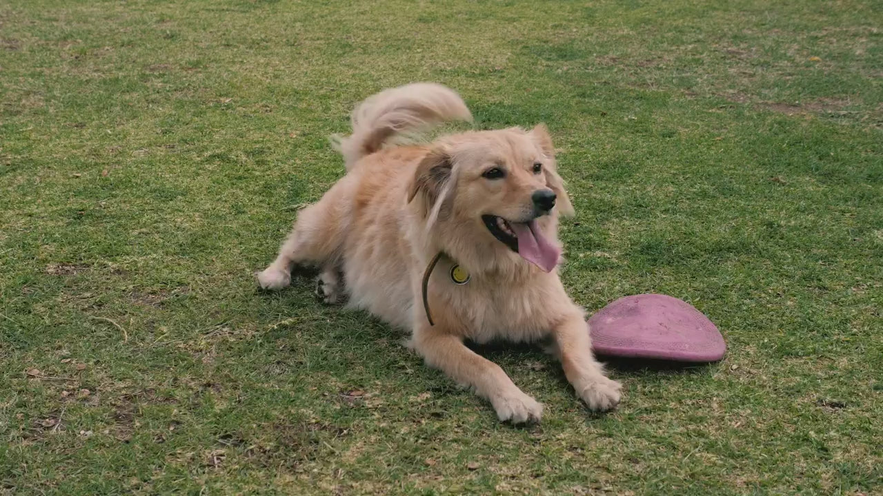 A long-haired dog resting on grass beside its toy