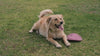 A long-haired dog resting on grass beside its toy