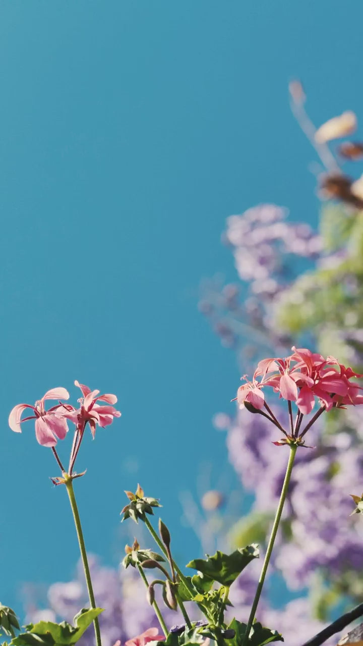 Pink and lilac geraniums in flower against a clear sky