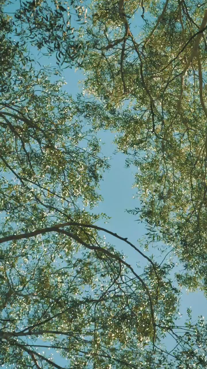 Looking up through a sunlit tree canopy