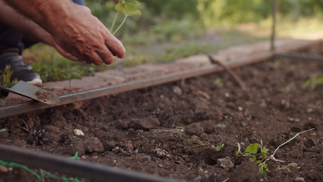 Setting a young plant into a raised bed