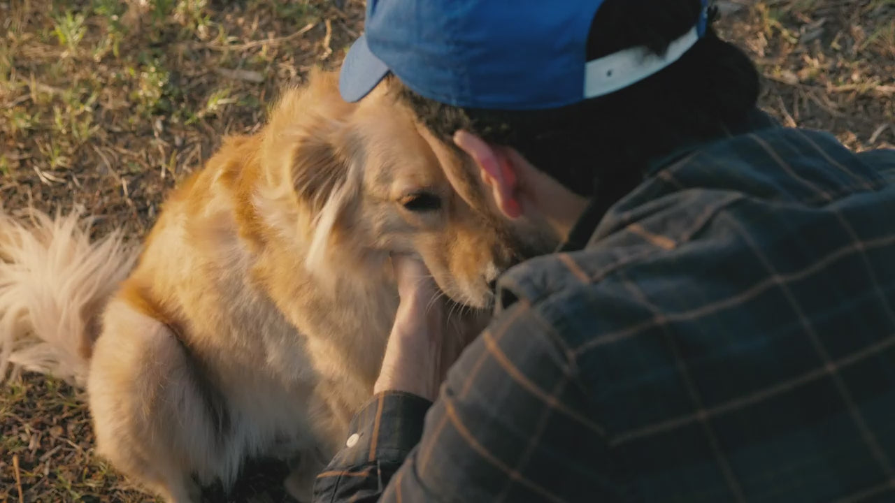 A golden retriever having its ears ruffled outdoors