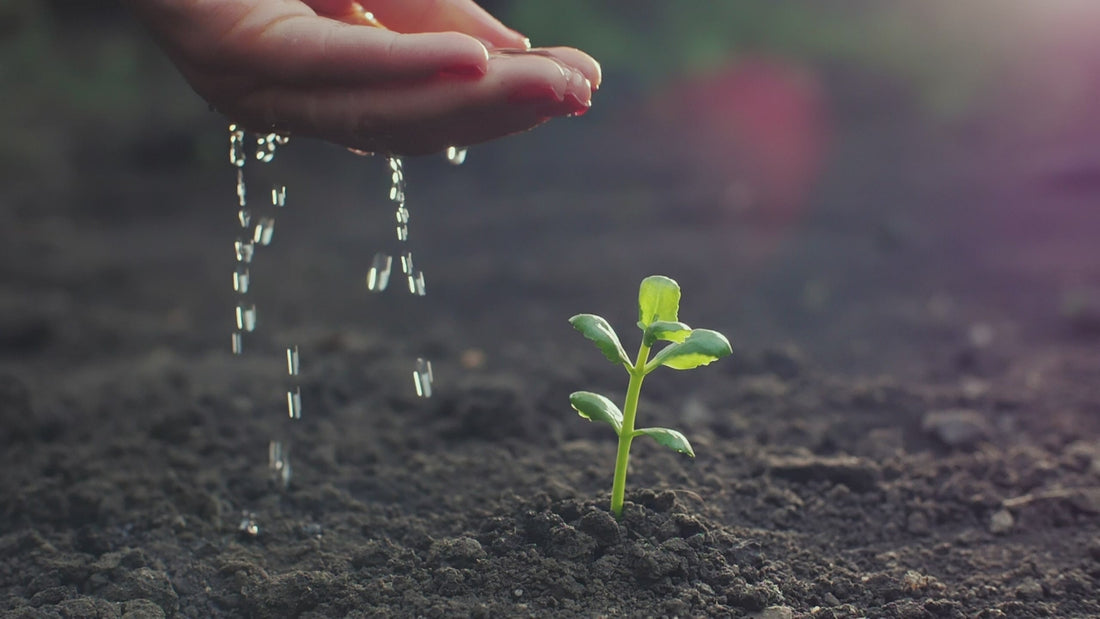 Watering a young seedling by hand
