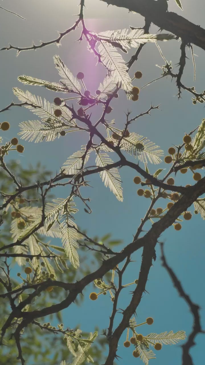 Mimosa blossom on bare branches against blue